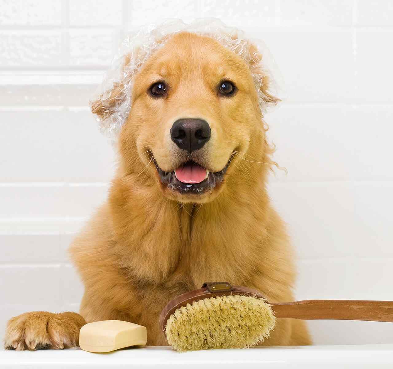 https://wonderbichons.com/wp-content/uploads/2018/09/post_02-1280x1200.jpg