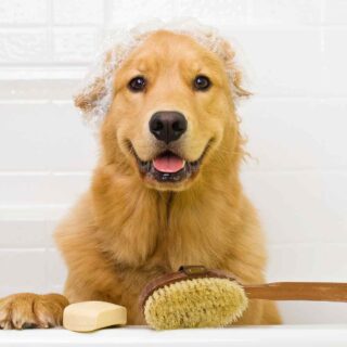 https://wonderbichons.com/wp-content/uploads/2018/09/post_02-320x320.jpg
