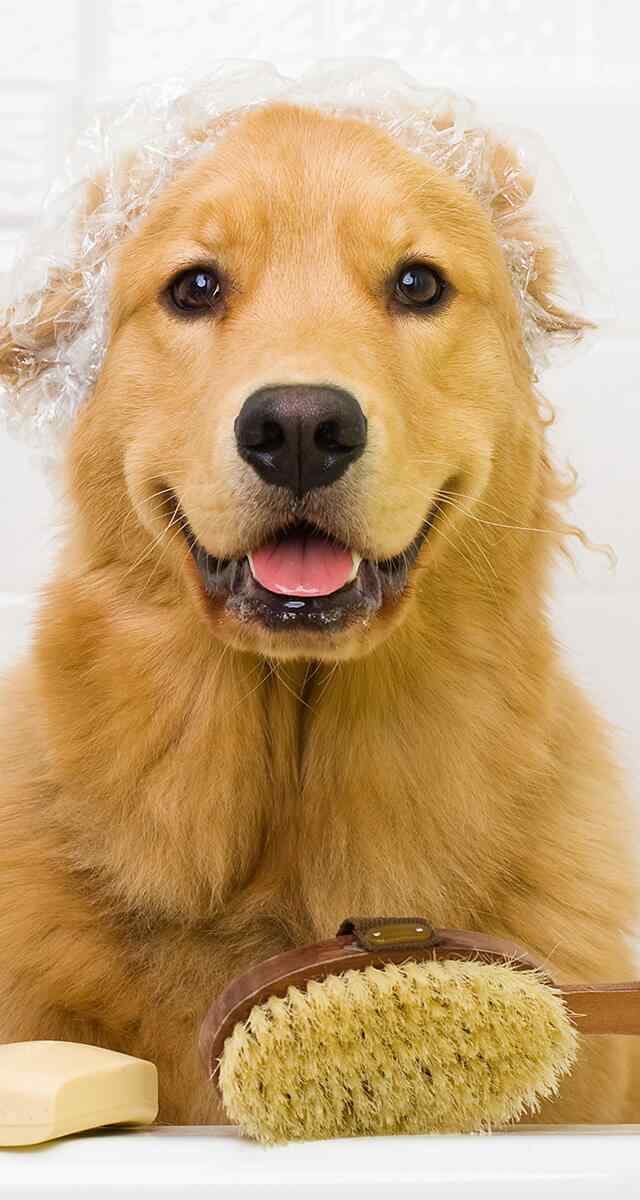 https://wonderbichons.com/wp-content/uploads/2018/09/post_02-640x1200.jpg