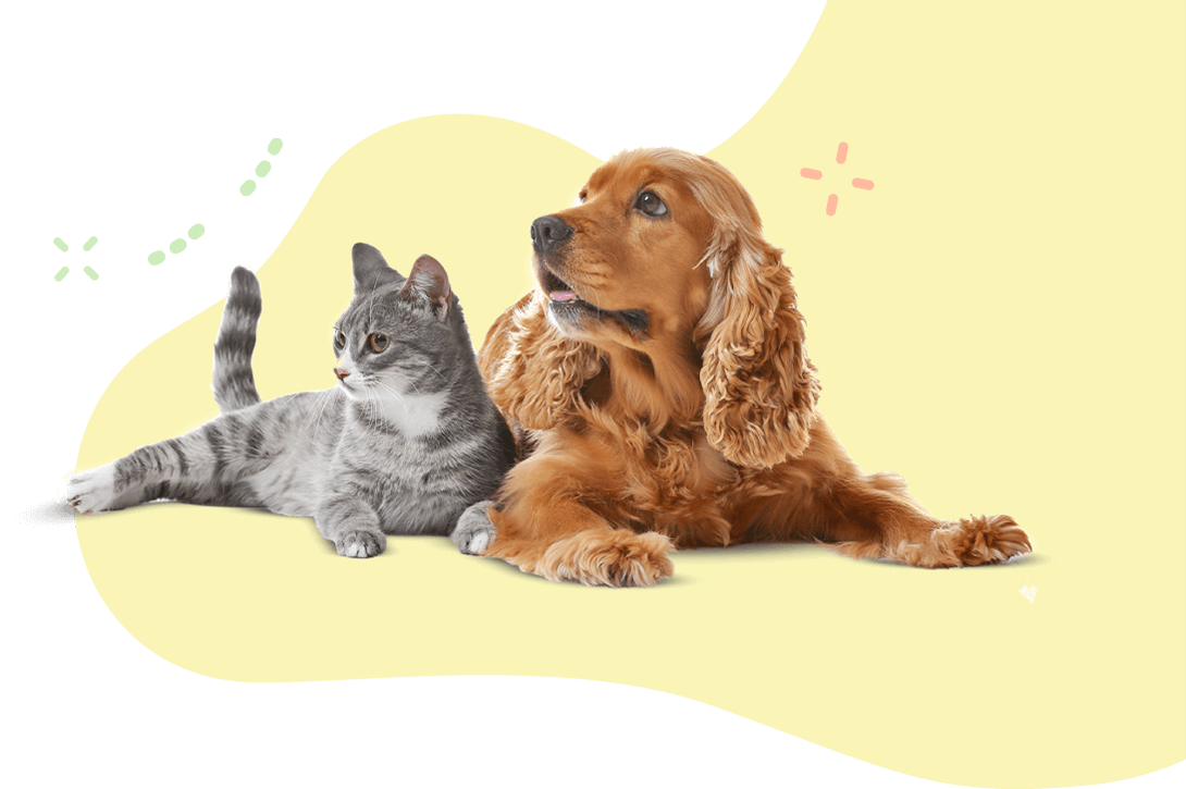 https://wonderbichons.com/wp-content/uploads/2019/08/hero_image_11.png