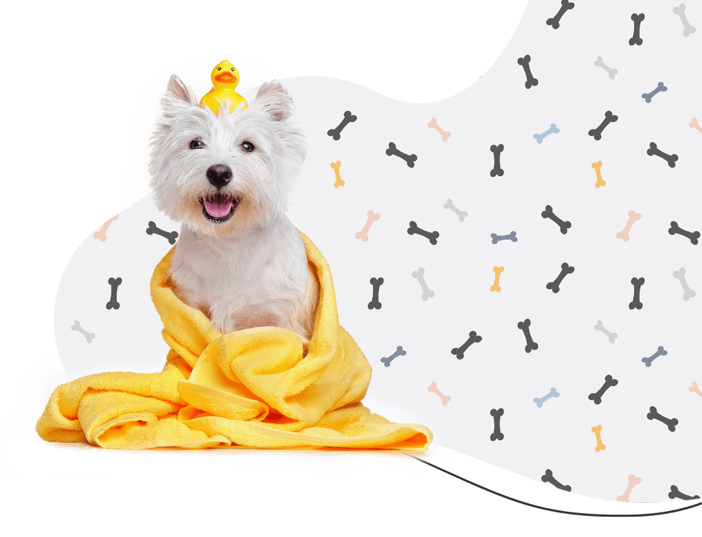https://wonderbichons.com/wp-content/uploads/2019/08/hero_prices.png