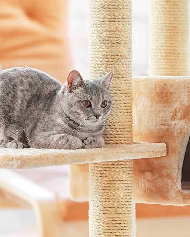 https://wonderbichons.com/wp-content/uploads/2019/08/inner_image_01-640x800.jpg
