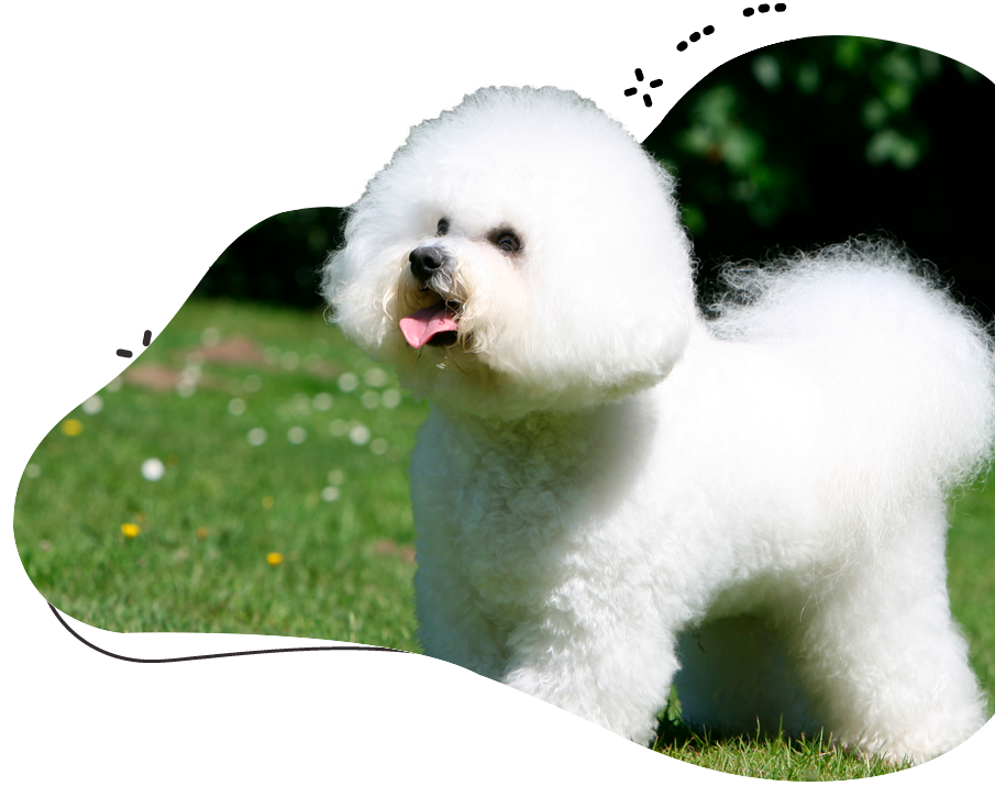 https://wonderbichons.com/wp-content/uploads/2023/12/wonder-bichons-buying-process.png
