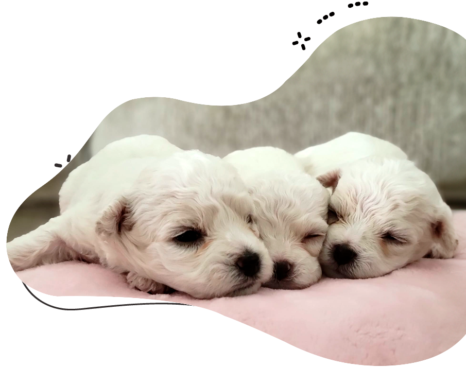 https://wonderbichons.com/wp-content/uploads/2023/12/wonder-bichons-interest-list.png
