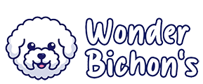 Wonder Bichon's | We breed with love.